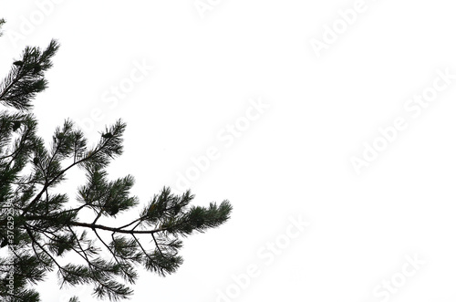 branch spruce pine trees on a white background