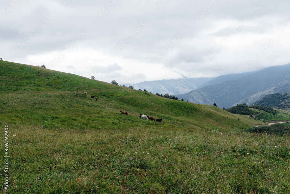 Beautiful wild horses graze on green high-altitude pastures