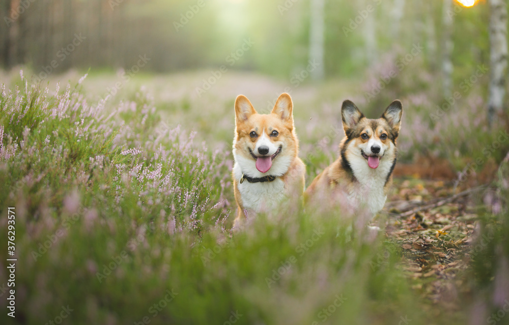 Two welsh corgi pembroke dogs sitting in heathers portrait Two welsh corgi pembroke dogs sitting in heathers portrait