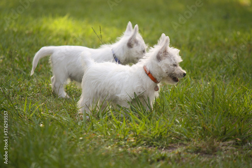 West Highland White Terrier Puppies