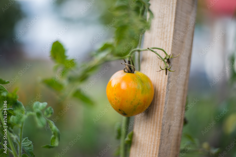 Yellow tomato close up 