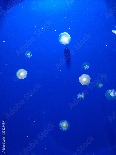 Piccole meduse