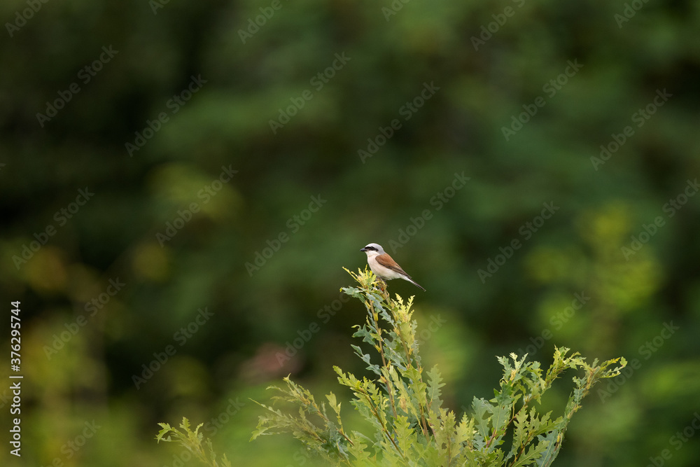 The backed shrike sits on the top of the tree. Small bird check surroundings. European wild birds. The backed shrike sits on the top of the tree. Small bird check surroundings. European wild birds.