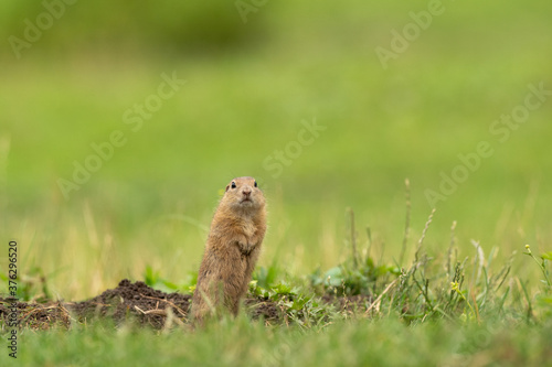 European ground squirrel moving on the meadow. Skillful squirrels. European wildlife nature. Squirrel near the burrow. Hungry squirrel eating near the burrow.