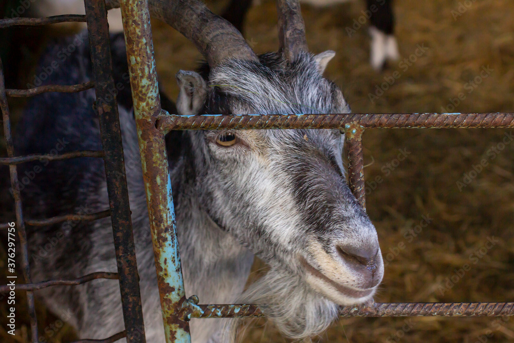 Goat head at the zoo. Goat head at the zoo.