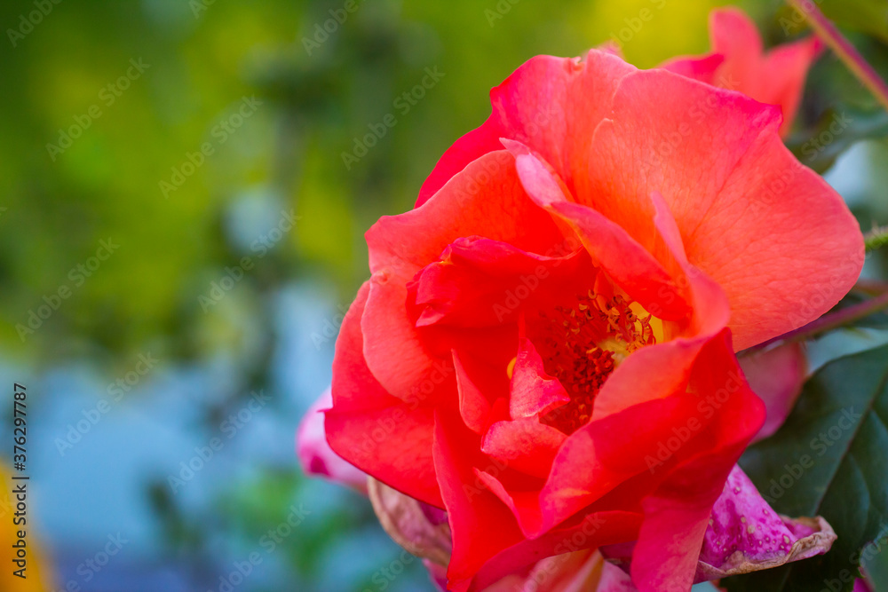 Close-up image of a red rose.