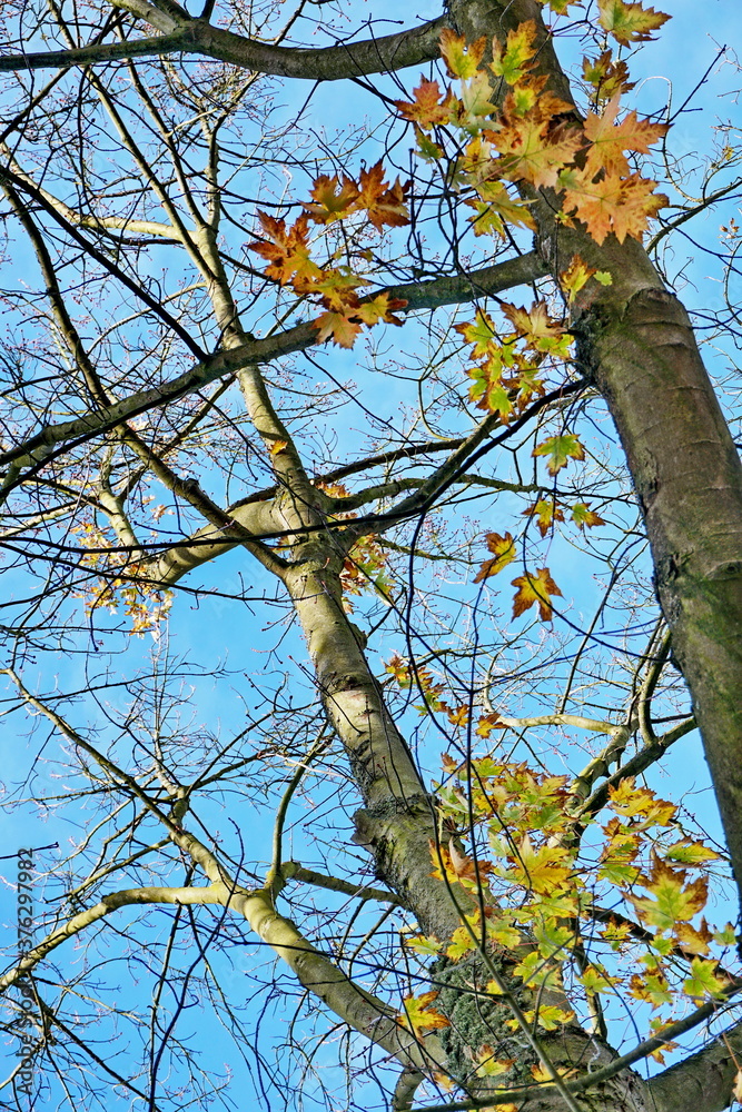 Maple in late autumn against a blue sky. Almost without leaves. Autumn, leaf fall. Maple in late autumn against a blue sky. Almost without leaves. Autumn, leaf fall.