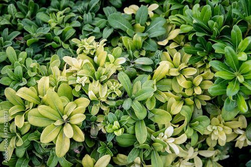 Muchas pequeñas hojas de color verde 