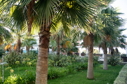 un parque lleno de palmeras © David