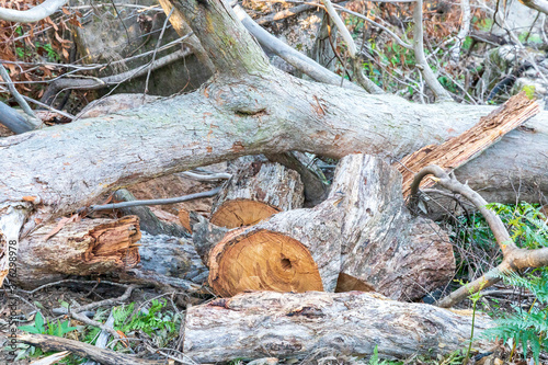 Fallen trees cut by chainsaws in regional Australia photo