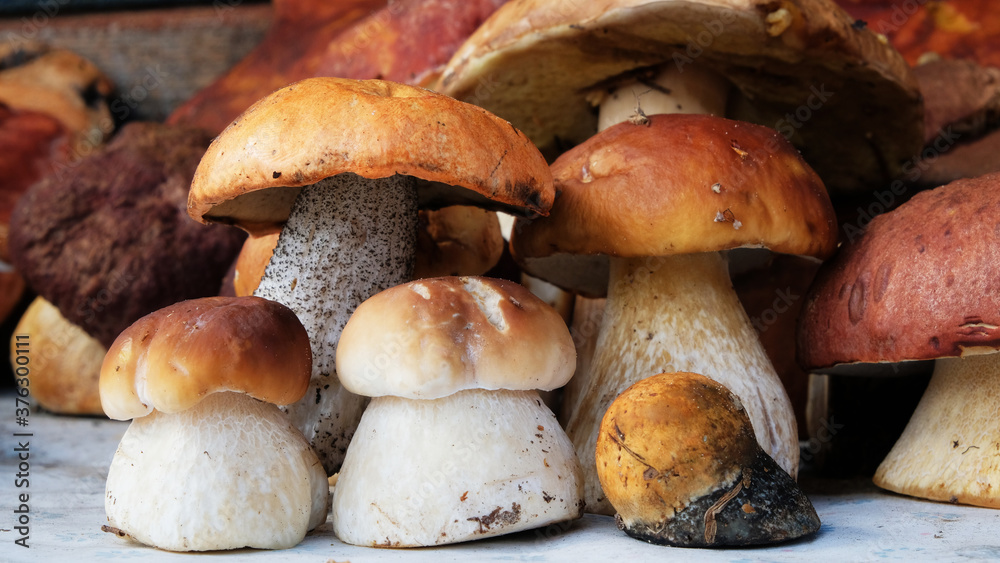 Autumn Cep Mushrooms. Basket with porcini mushrooms on the background of a tree outdoors. Close -up on wood rustic table. Cooking delicious organic mushroom. Autumn Cep Mushrooms. Basket with porcini mushrooms on the background of a tree outdoors. Close -up on wood rustic table. Cooking delicious organic mushroom.