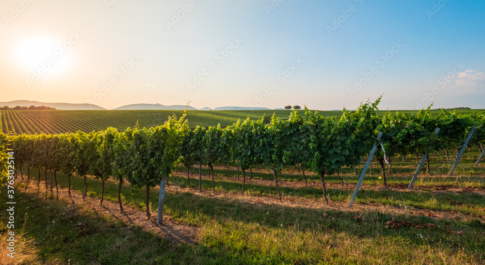 Sonnenuntergang in den Weinbergen in Rheinland Pfalz im Sommer