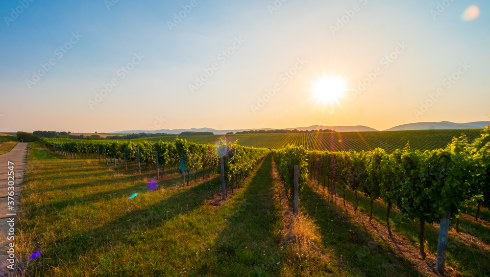 Sonnenuntergang in den Weinbergen in Rheinland Pfalz im Sommer