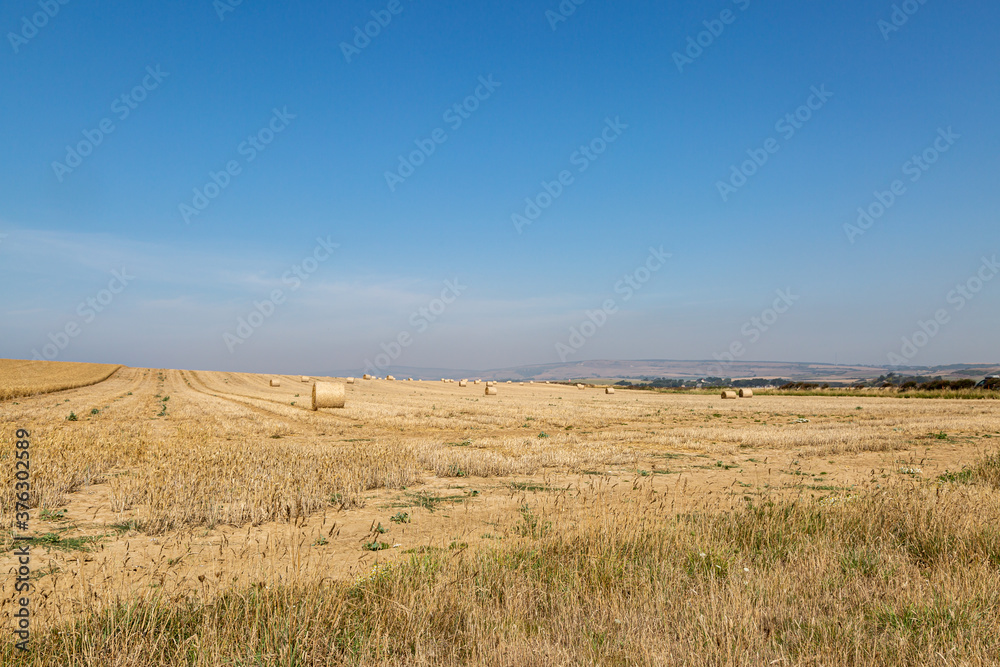 Hay Bales in a Field Under a Blue Sky