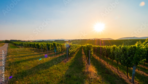 Fototapeta Naklejka Na Ścianę i Meble -  Sonnenuntergang in den Weinbergen in Rheinland Pfalz im Sommer