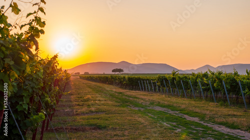 Sonnenuntergang in den Weinbergen in Rheinland Pfalz im Sommer