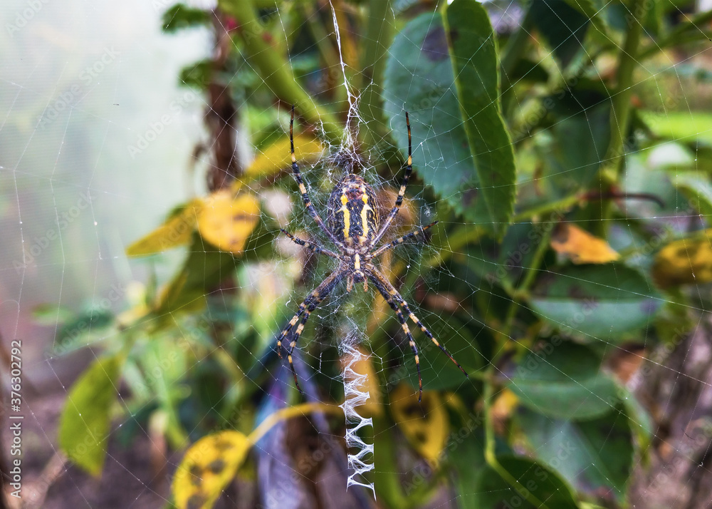 Female wasp spider or zebra spider on the web close up. High quality photo Female wasp spider or zebra spider on the web close up. High quality photo