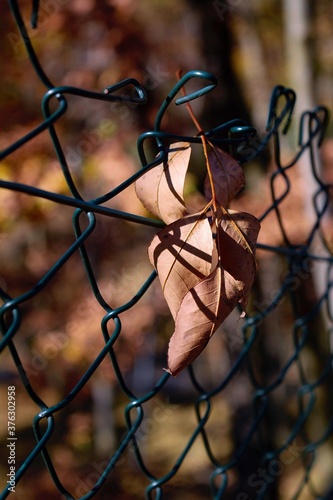 autumn leaf fallen on metal fence in the forest blurry background closeup no people