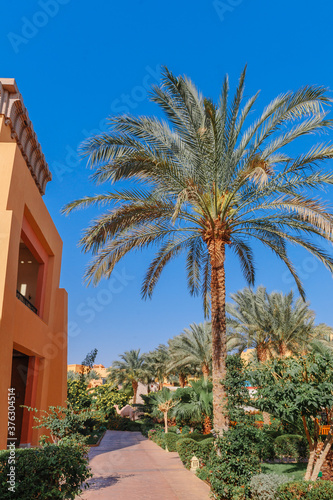 Luxury holiday villa with palm tree