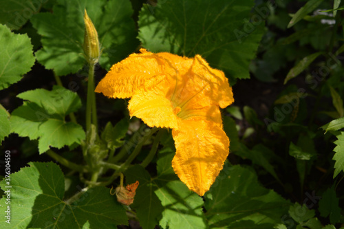 Bright yellow flower of squash. Cucurbita pepo var. patisoniana