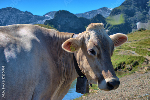 Kuh auf einer Weide auf dem Pizol in der Schweiz 7.8.2020