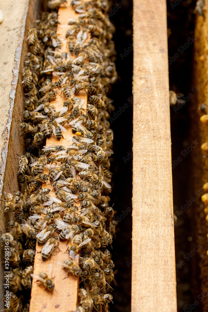 Bee hives in care of bees with honeycombs and honey bees. beekeeper opened hive to set up an empty frame with wax for honey harvesting. Bee hives in care of bees with honeycombs and honey bees. beekeeper opened hive to set up an empty frame with wax for honey harvesting.