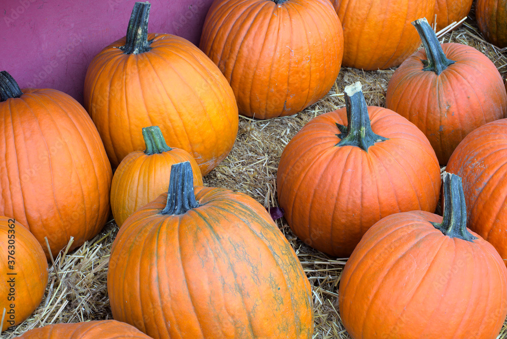 many pumpkins at the market for halloween or thanksgiving