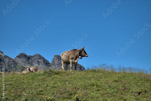 Kuh auf einer Weide auf dem Pizol in der Schweiz 7.8.2020
