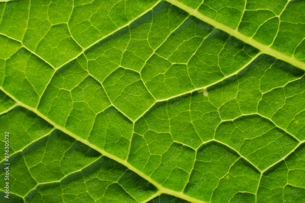 Green Leaf Texture background with light behind. Green Leaf Texture background with light behind.