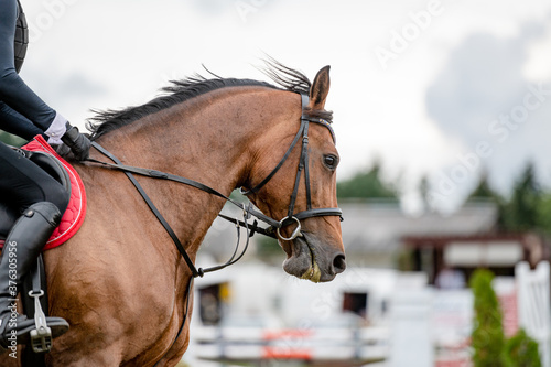 Detail of horse from showjumping competition.