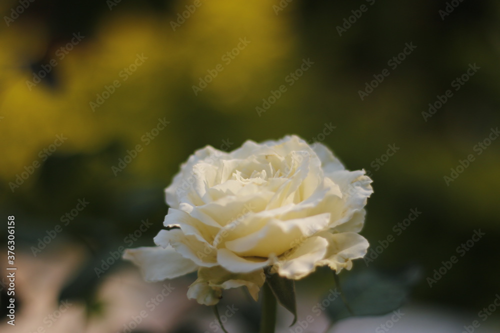 flor blanca flor blanca