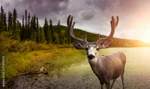 A male Deer in Canadian Nature during colorful Fall Season. Image composite with Background located in Yukon, Canada. Colorful Sunset