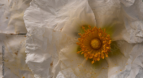 close-up of rockrose gum flower and the environment. Guadarrama. Madrid. Spain