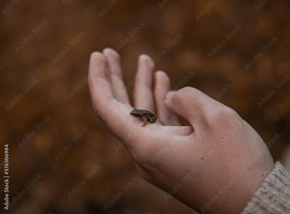 Obraz premium Little frog in hand