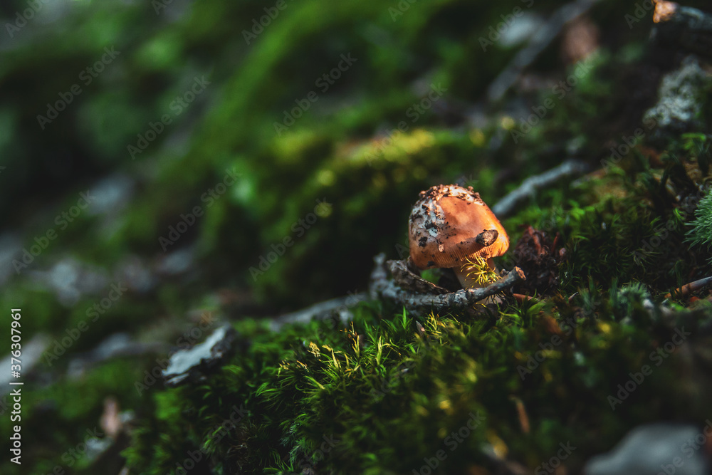 A little mushroom growing on the forest bed between the twigs on the ground. A little mushroom growing on the forest bed between the twigs on the ground.