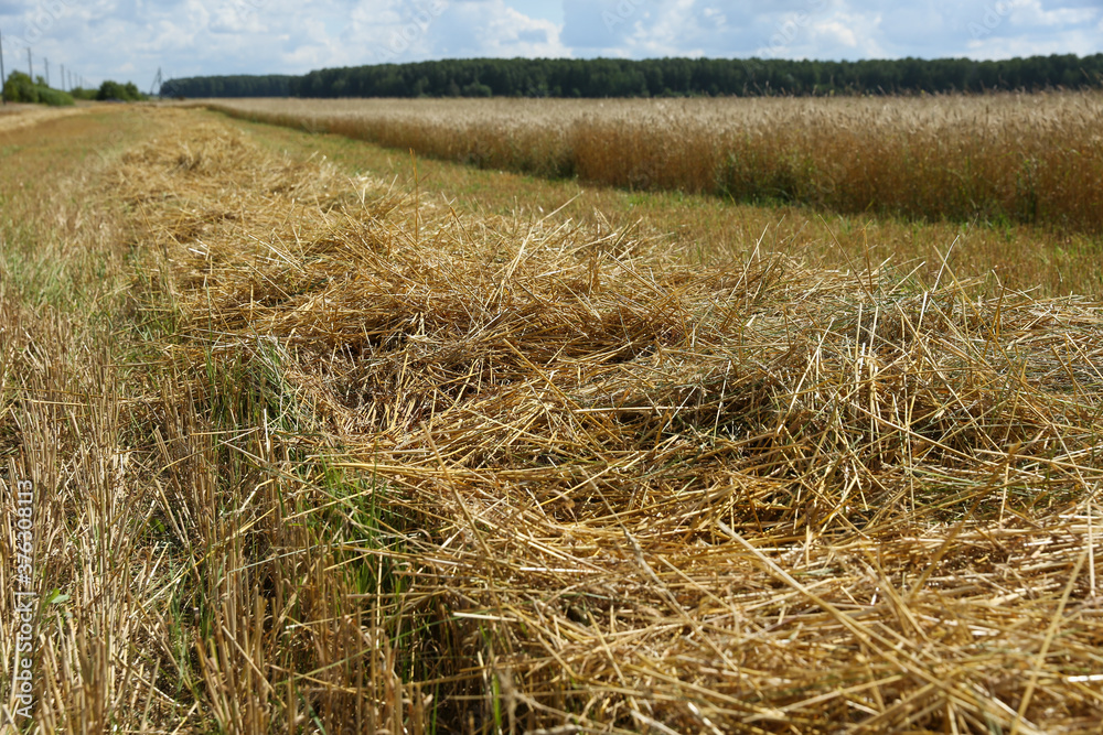 Fototapeta premium agricultural field at summer