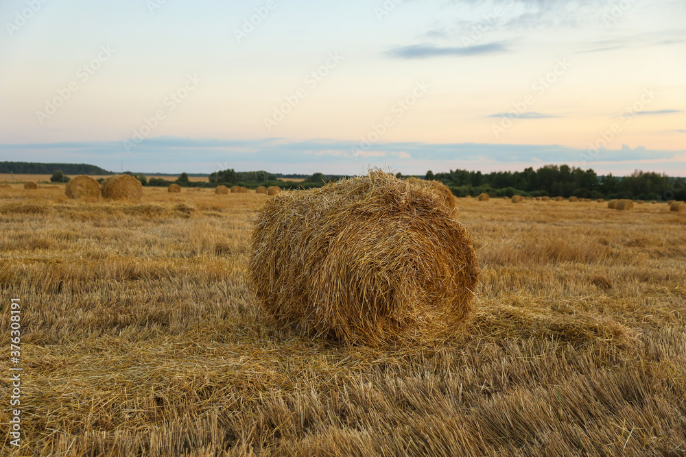 haystacks on the agricultural field at sunset