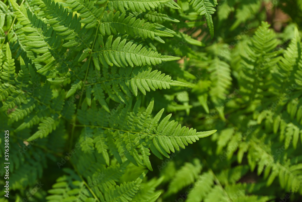 green fern leaves background close up green fern leaves background close up