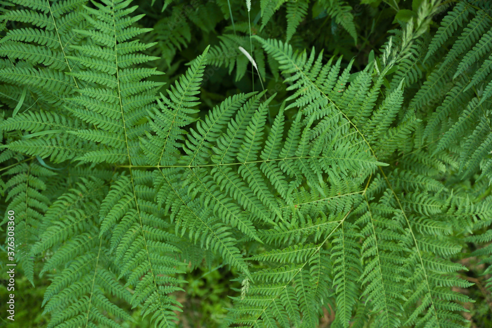 green fern leaves background close up