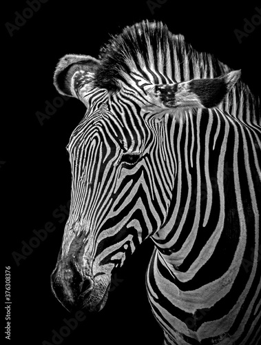 Fototapeta Naklejka Na Ścianę i Meble -  Zebra portrait