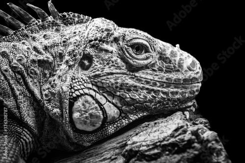 Iguana head closeup