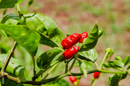 Fruits Of The Bird Pepper Tree photo