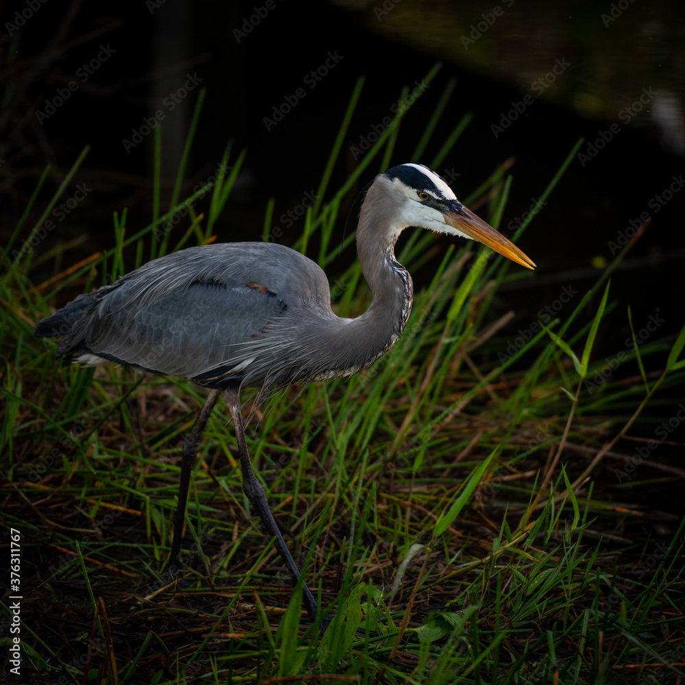 Fototapeta premium Heron Hunting Full Body