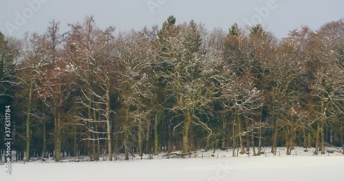Wallpaper Mural Snow covered forest at the Veluwezoom National Park, The Netherlands. Torontodigital.ca