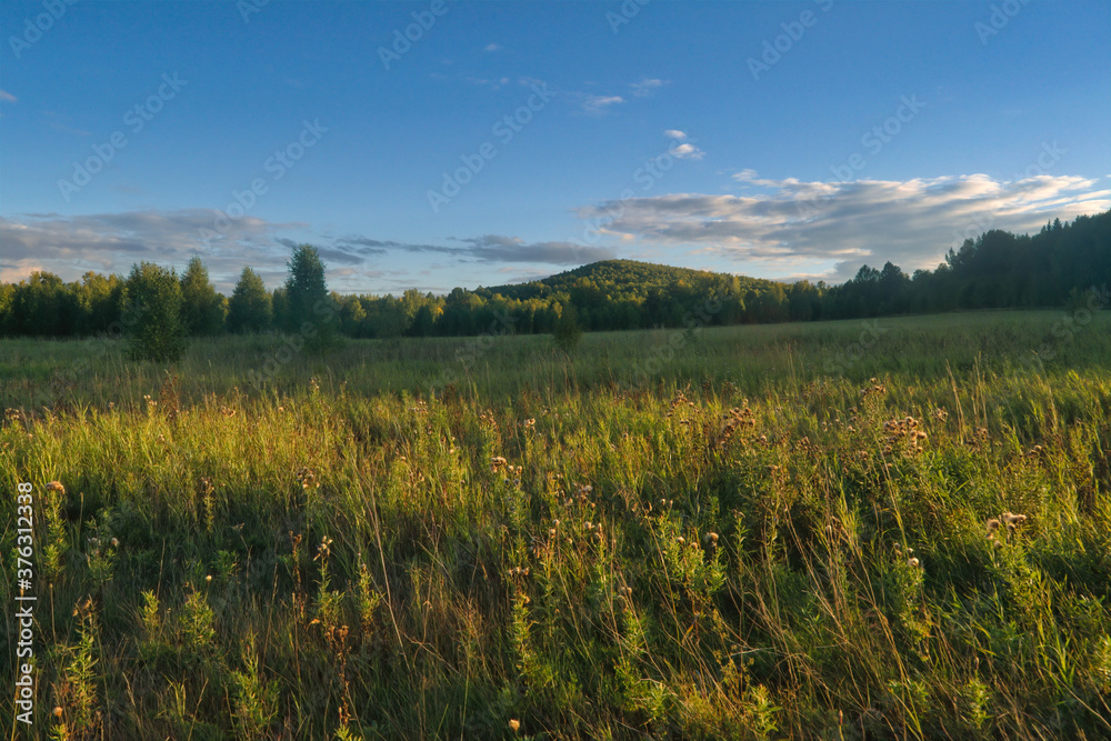 Summer landscape green meadow on a background of forest and blue sky.