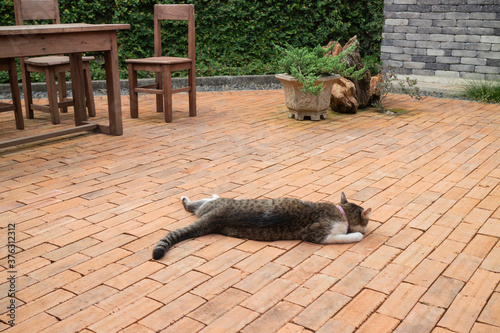 Obraz na płótnie Domestic cat chilled in vintage garden