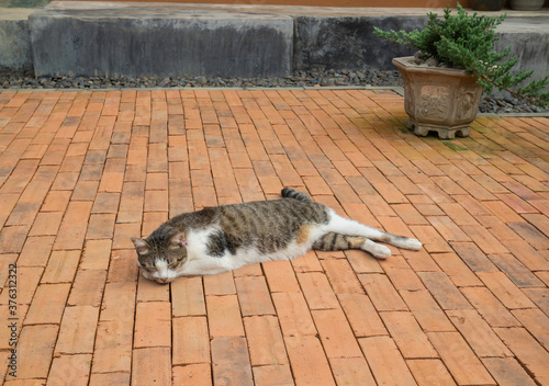 Obraz na płótnie Domestic cat chilled in vintage garden