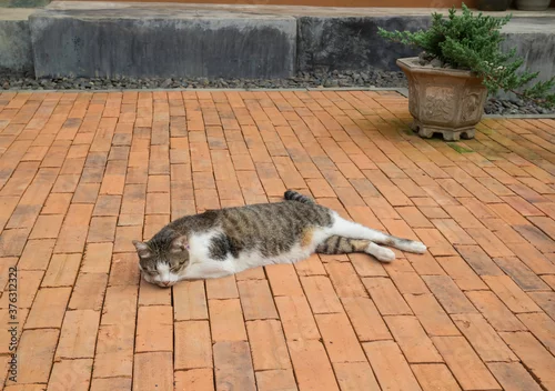 Obraz Domestic cat chilled in vintage garden