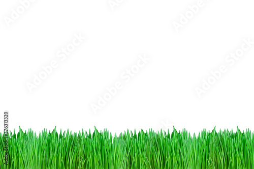 isolated green grass on the white background