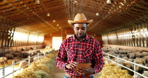 Young African American handsome man shepherd in hat standing in stable, using tablet device and looking at sheep flock indoor. Male farmer tapping and scrolling on gadget computer in shed with animals